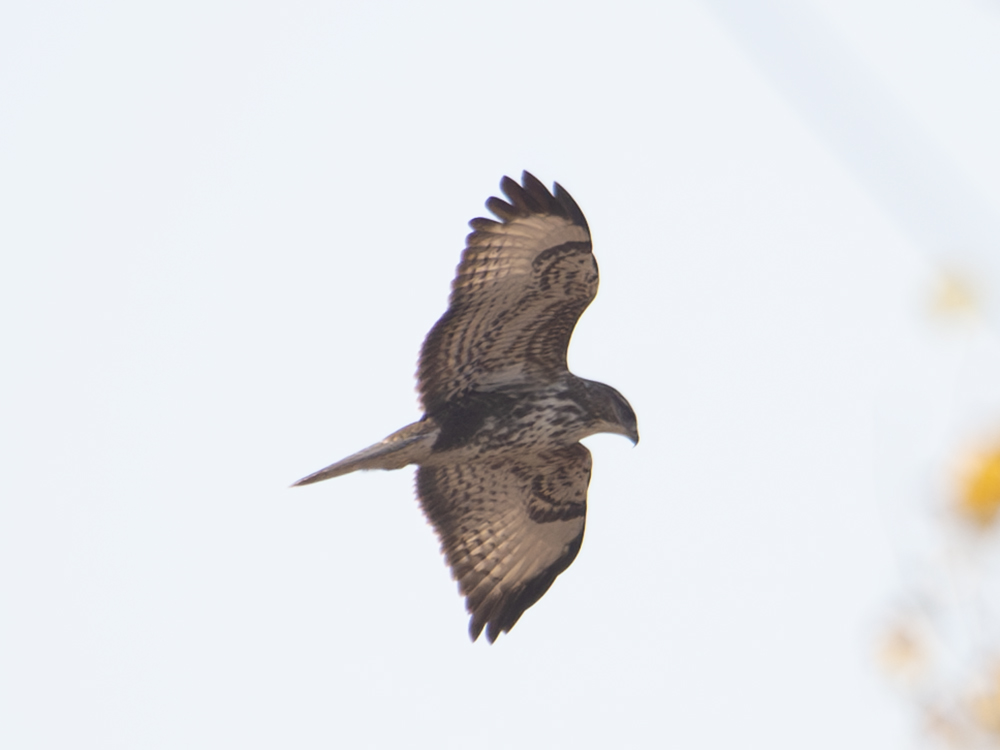 Common Buzzard