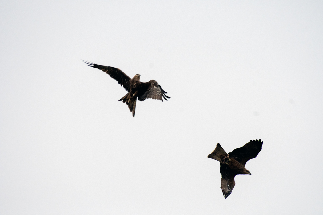 Black Kite