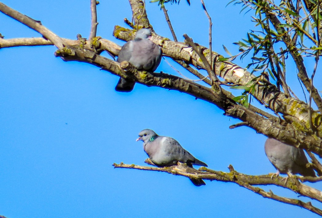 Stock Dove
