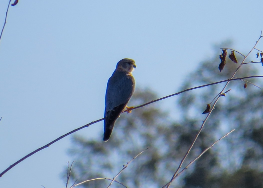 Merlin
