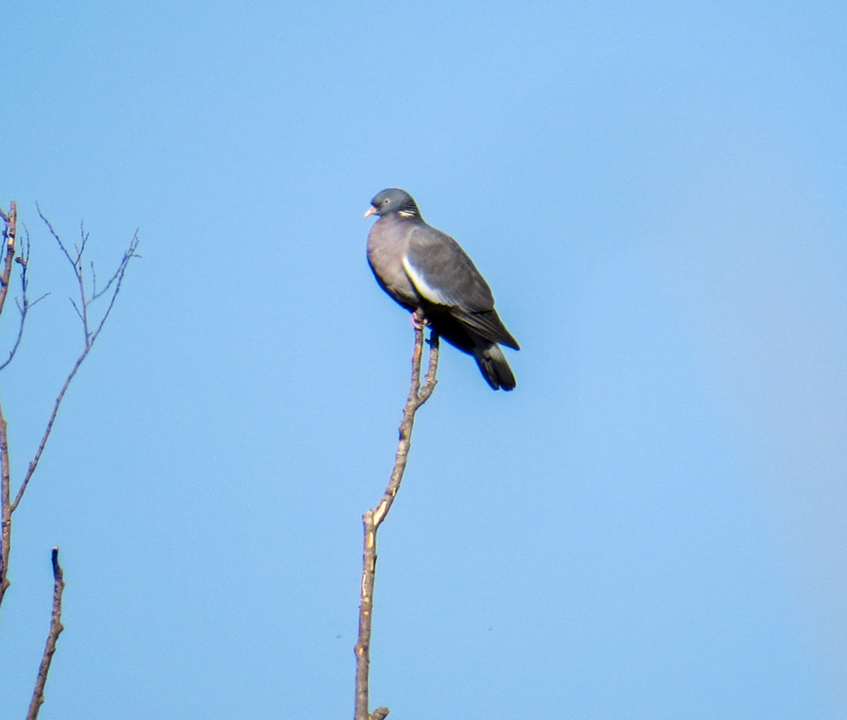 Common Wood Pigeon