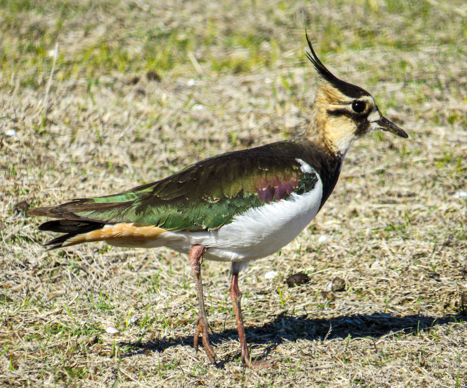 Northern Lapwing