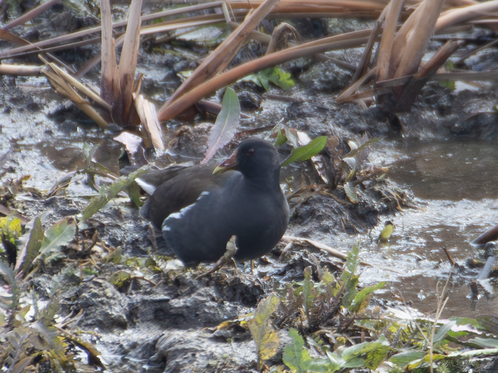 Common Moorhen