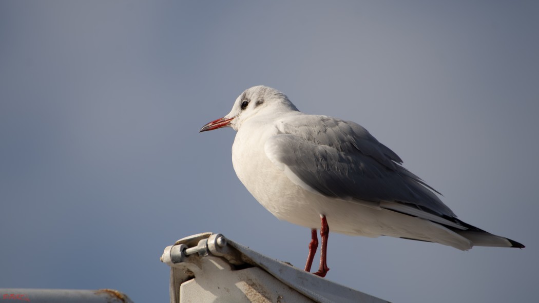 Black-headed Gull