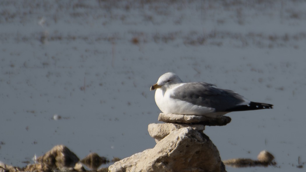 Armenian Gull