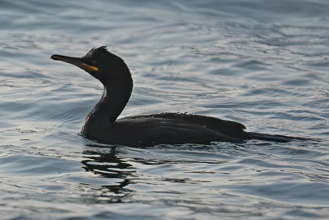 European Shag
