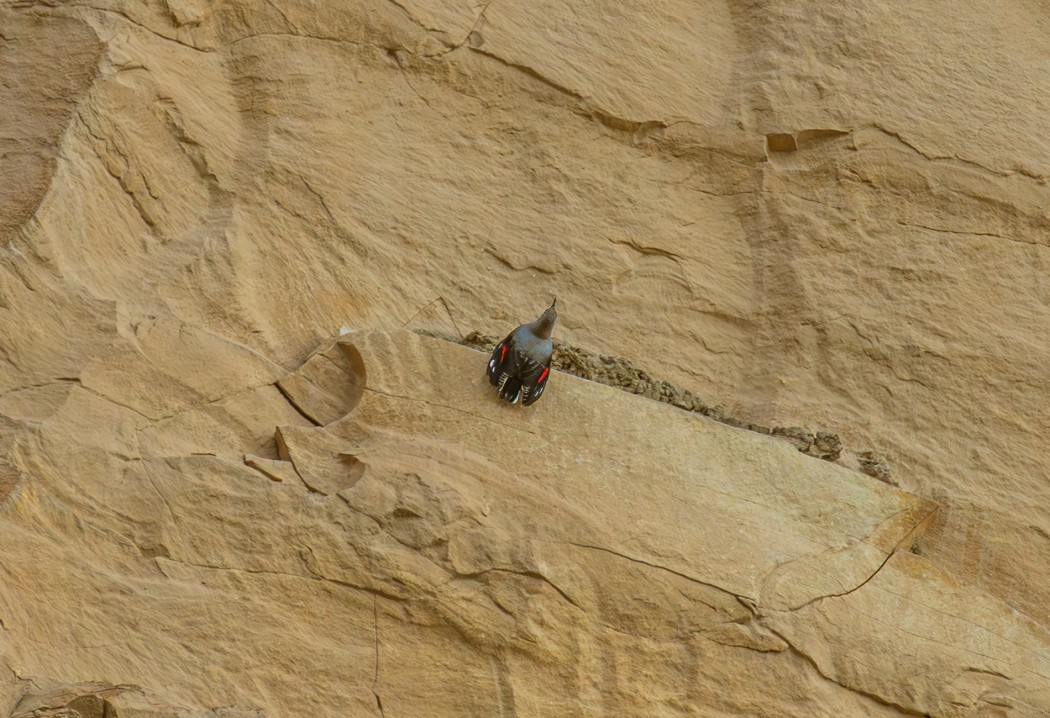 Wallcreeper