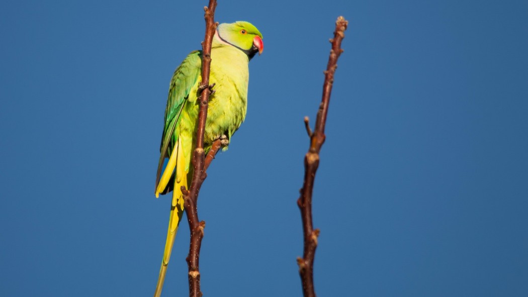 Rose-ringed Parakeet