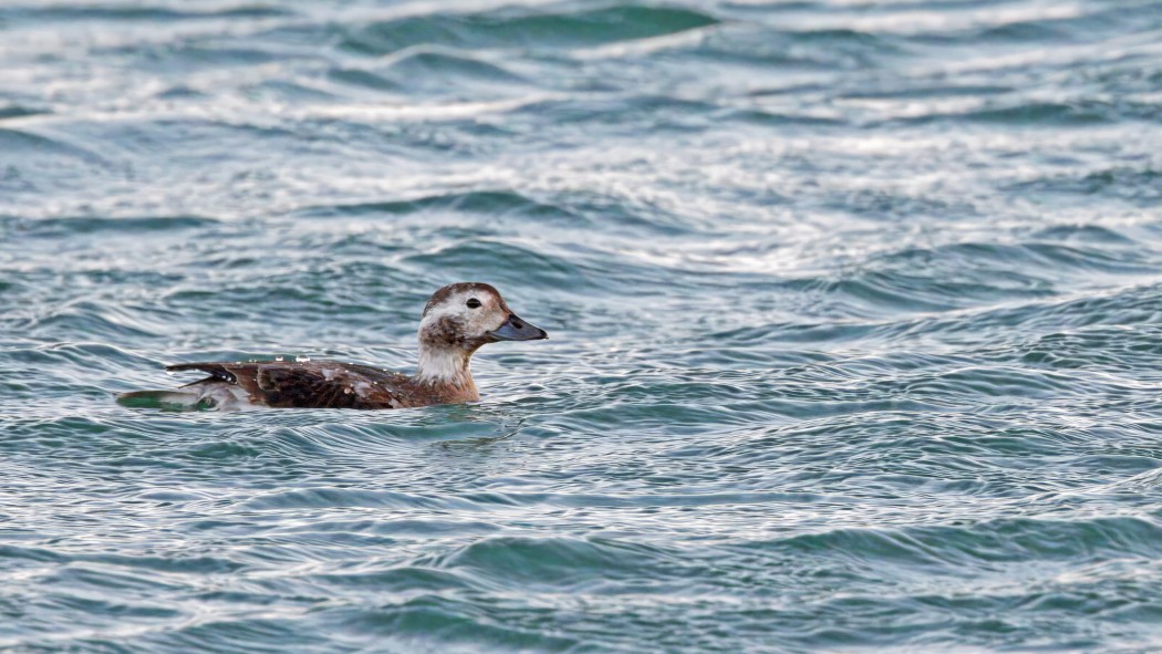 Long-tailed Duck
