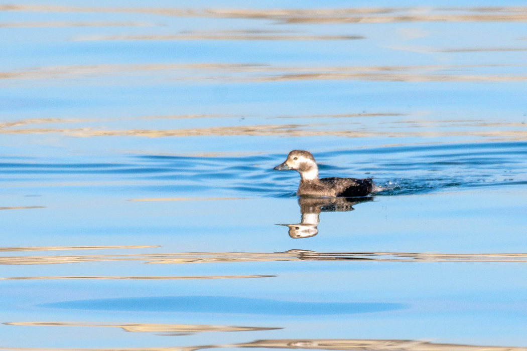 Long-tailed Duck