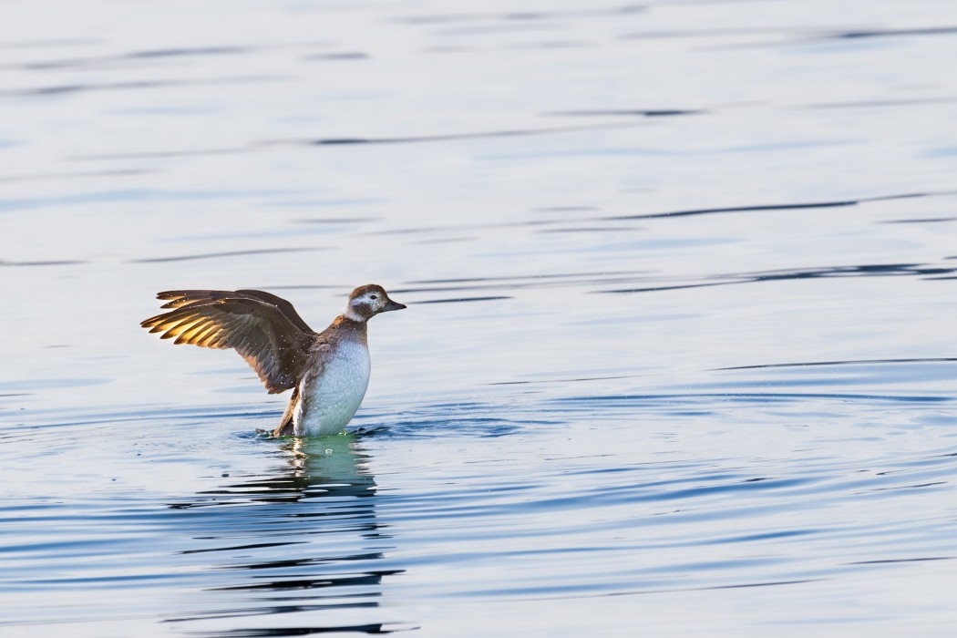 Long-tailed Duck