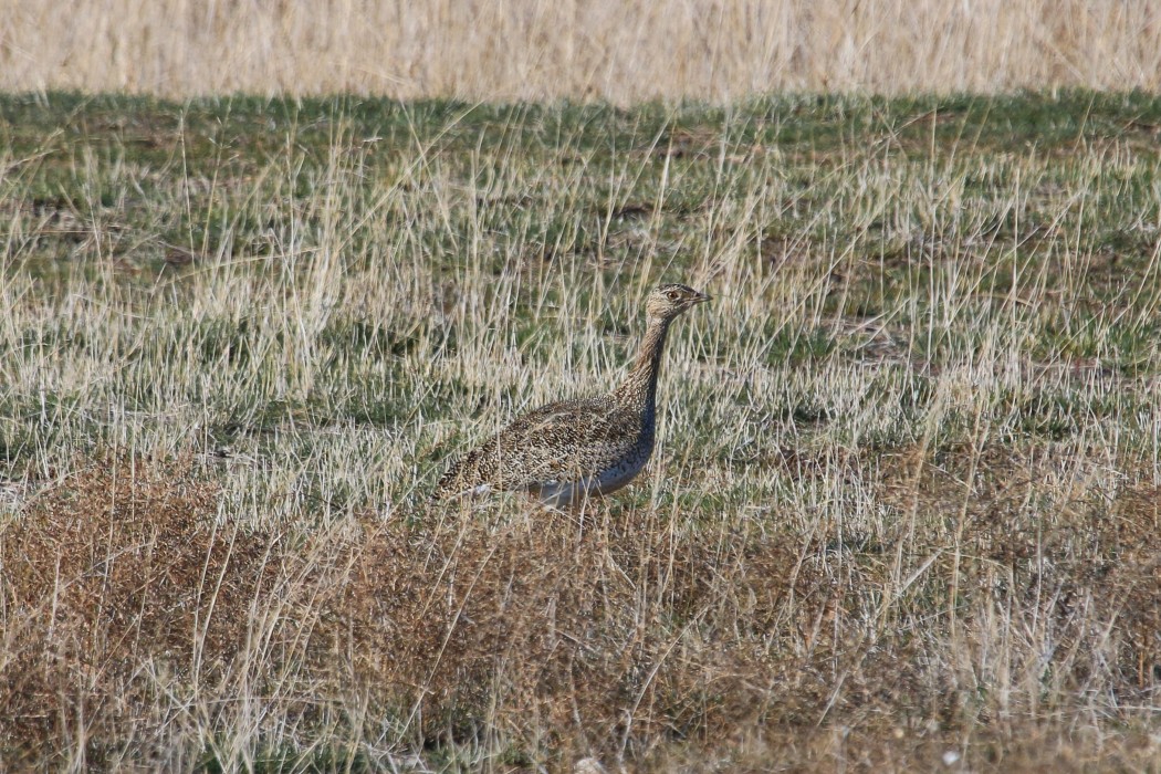 Little Bustard