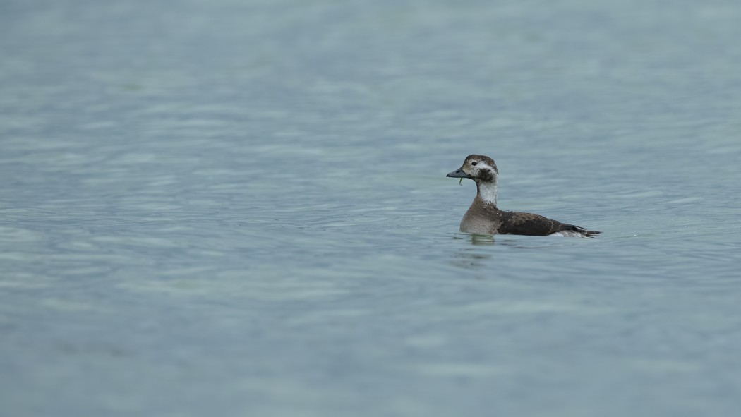 Long-tailed Duck