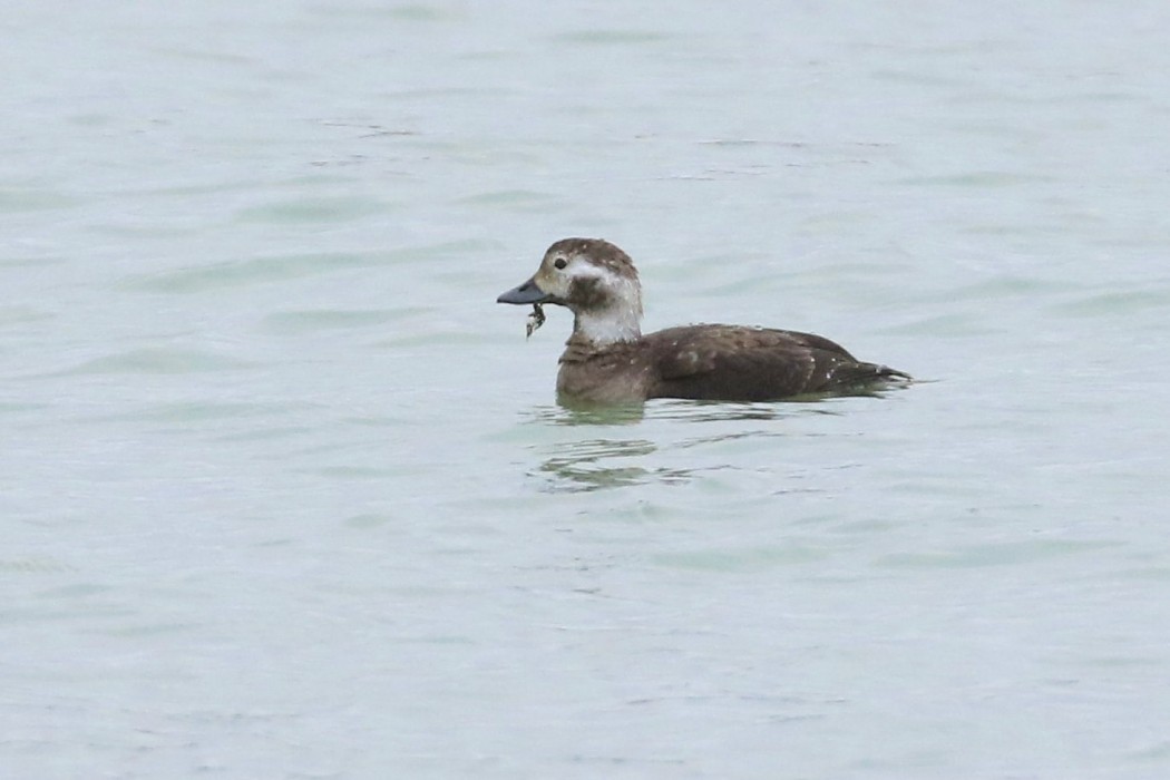 Long-tailed Duck