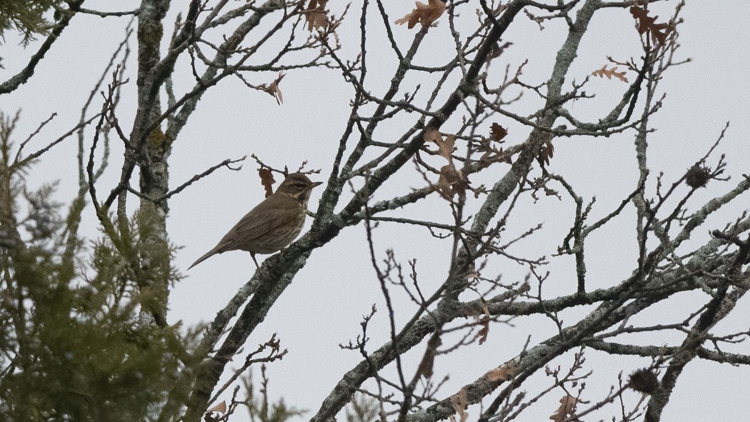 Redwing