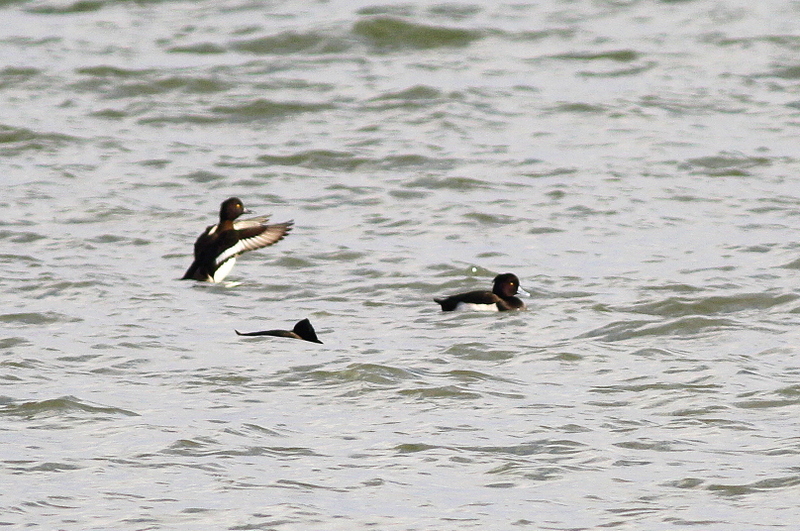 Tufted Duck