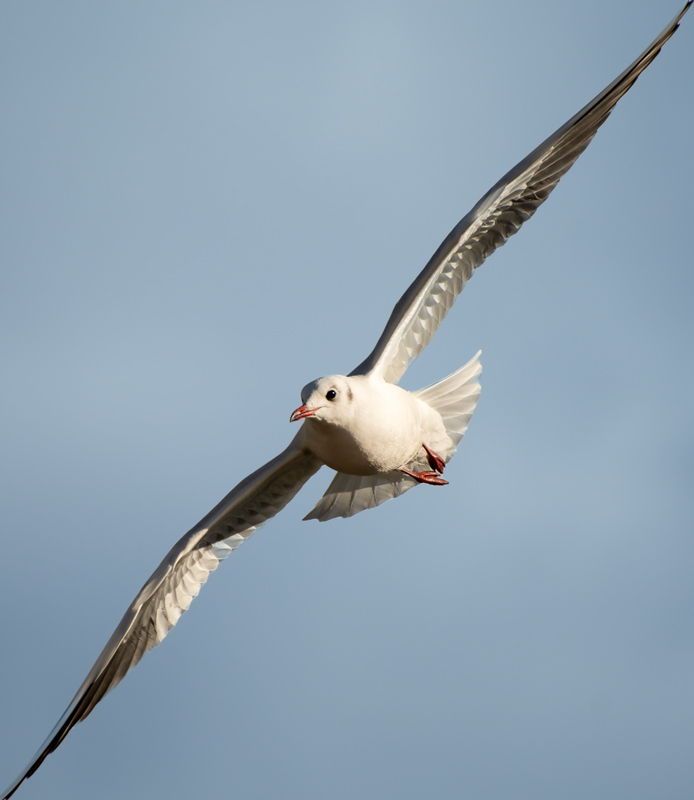 Black-headed Gull