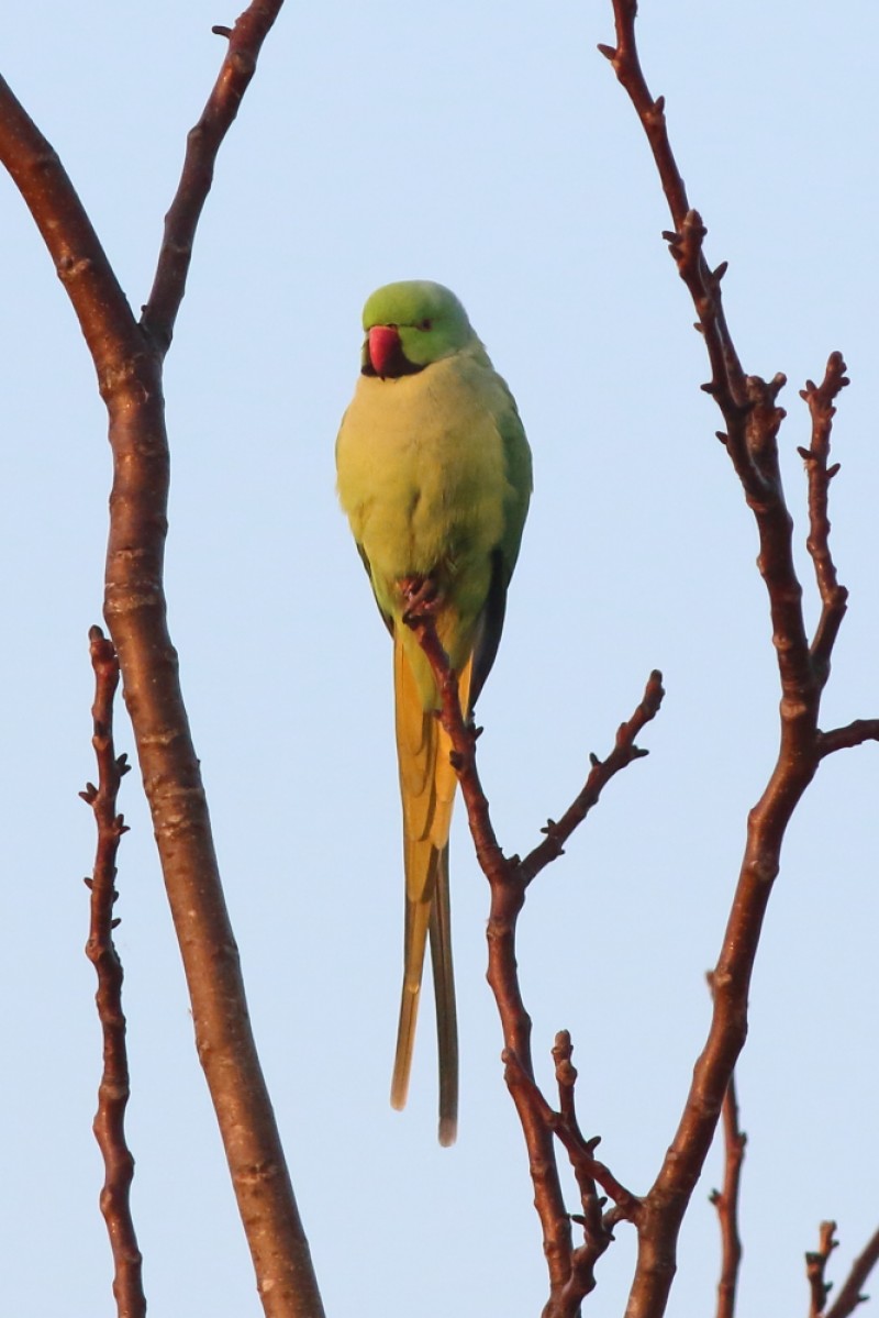 Rose-ringed Parakeet
