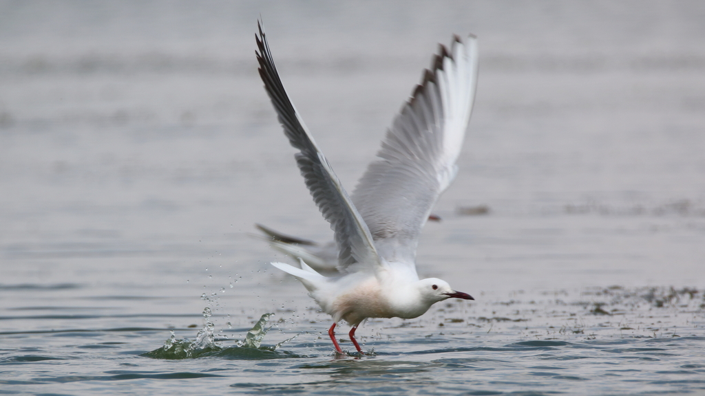 Slender-billed Gull