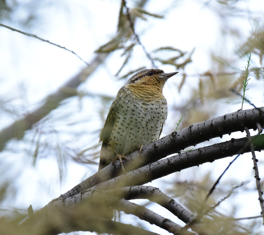 Eurasian Wryneck