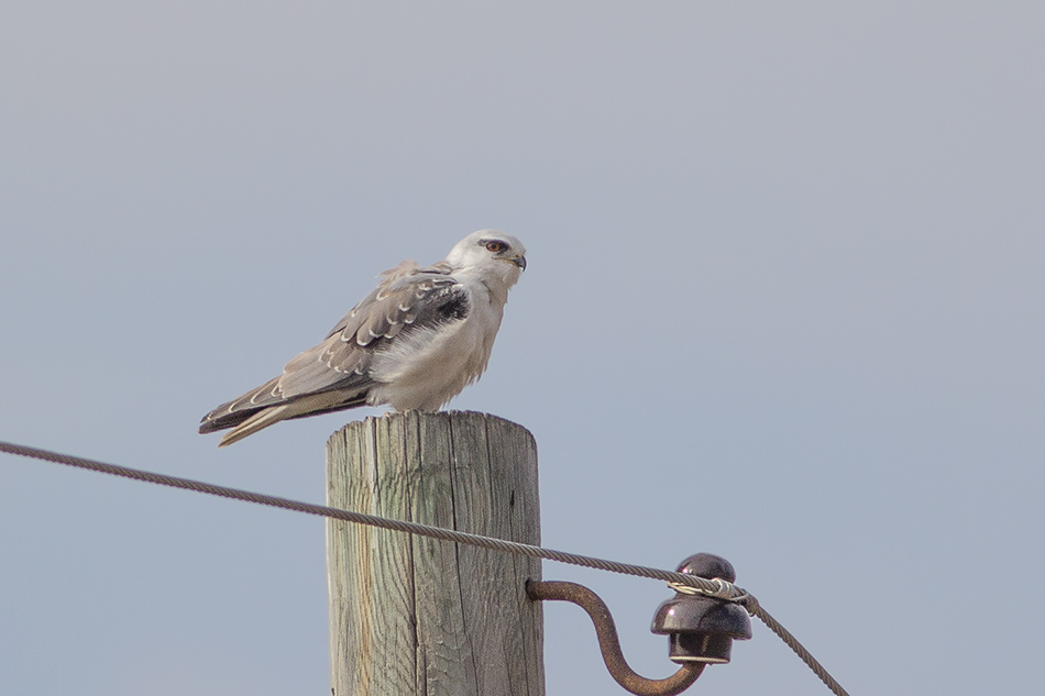 Black-winged Kite