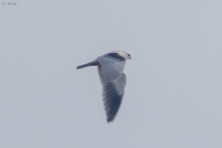 Black-winged Kite