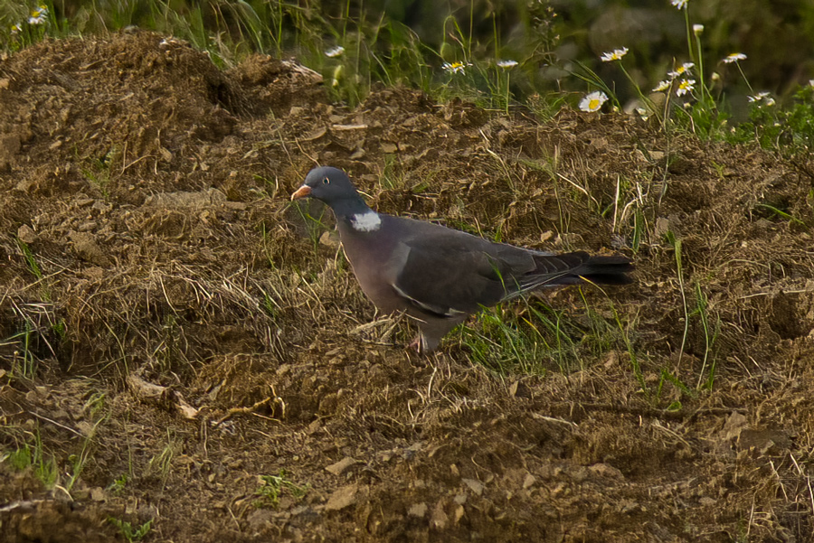 Common Wood Pigeon
