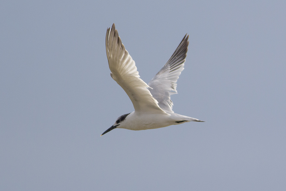 Sandwich Tern