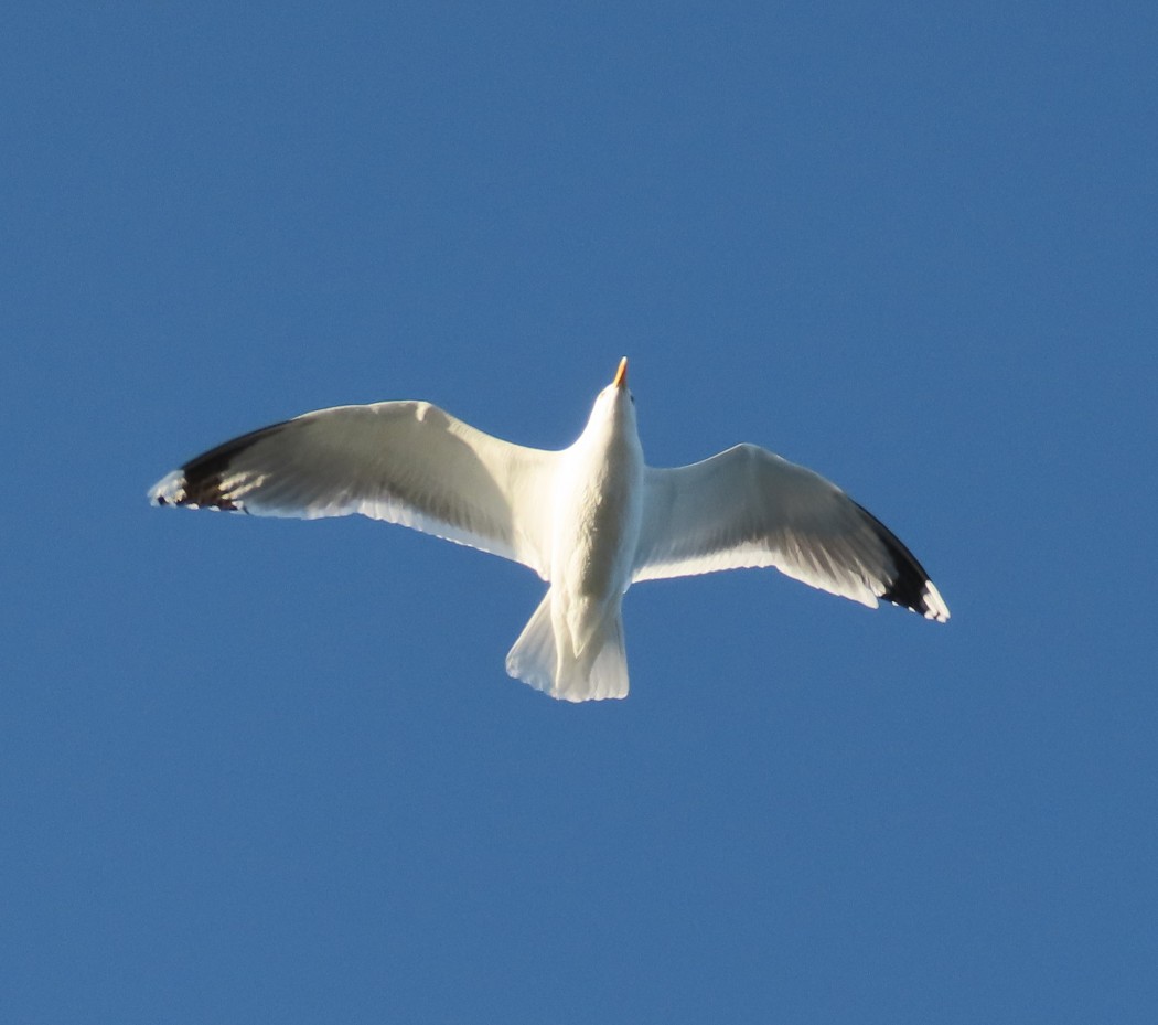Caspian Gull