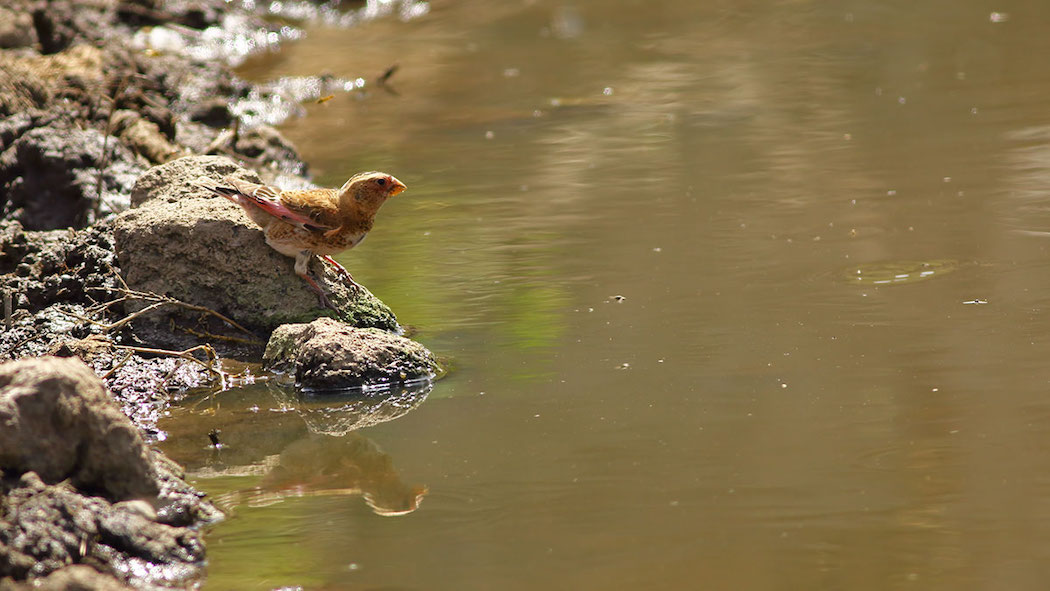 Crimson-winged Finch