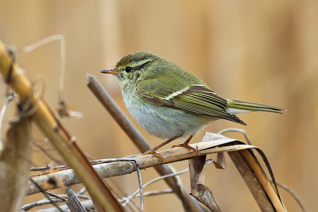 Yellow-browed Warbler