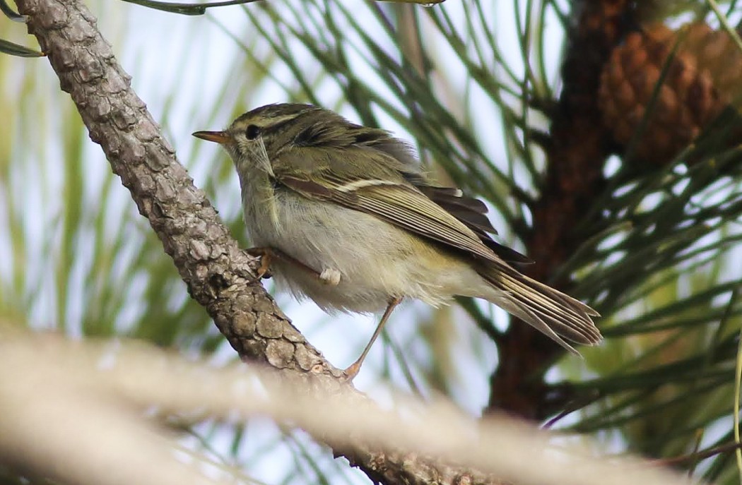 Yellow-browed Warbler