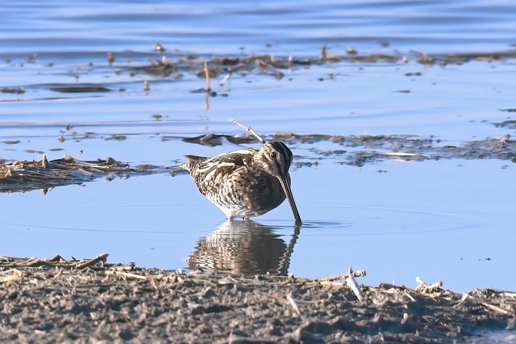 Common Snipe