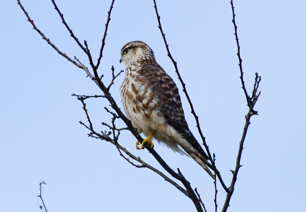 Merlin