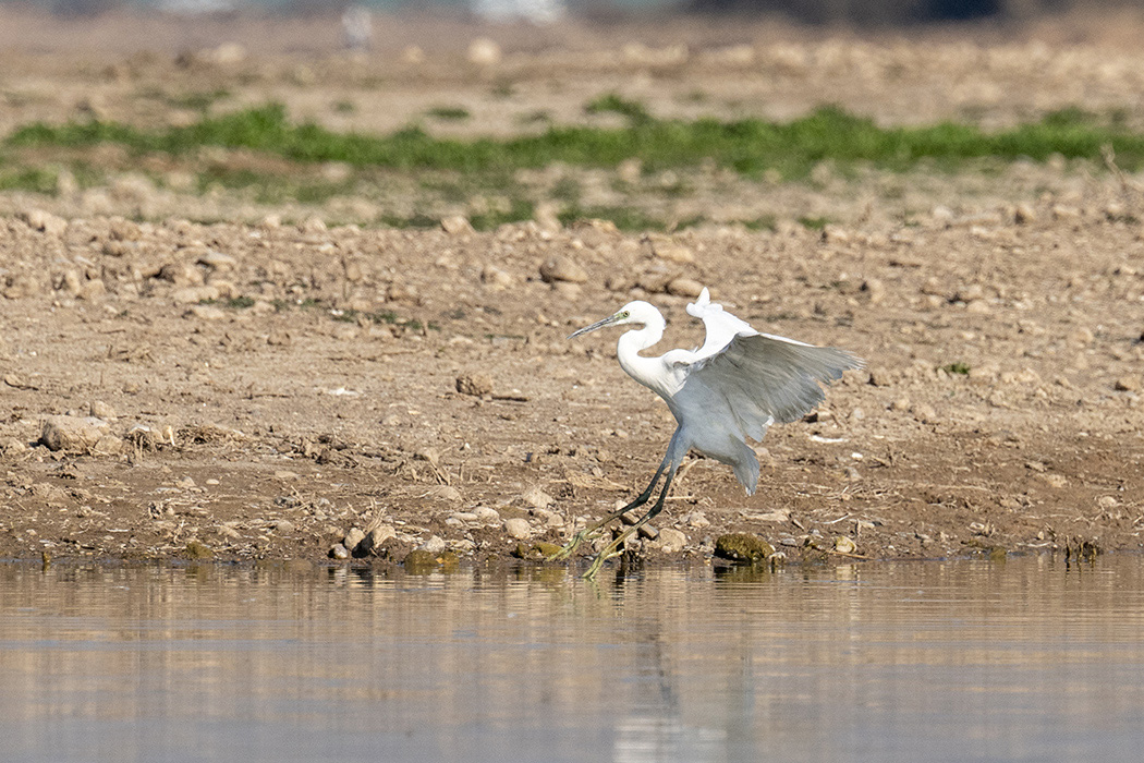Western Reef Heron