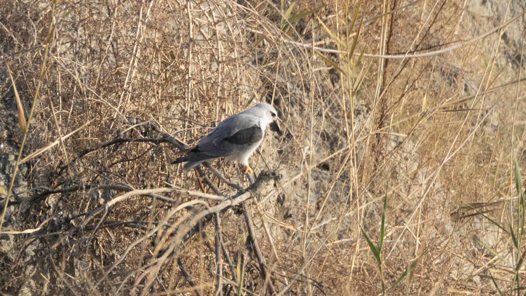 Black-winged Kite