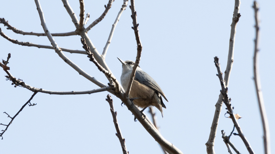 Western Rock Nuthatch