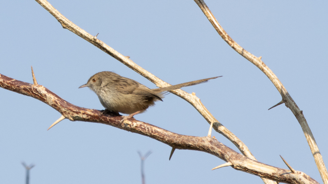 Delicate Prinia