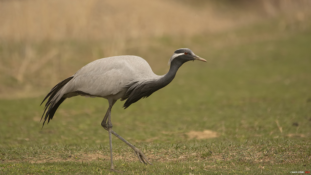Demoiselle Crane
