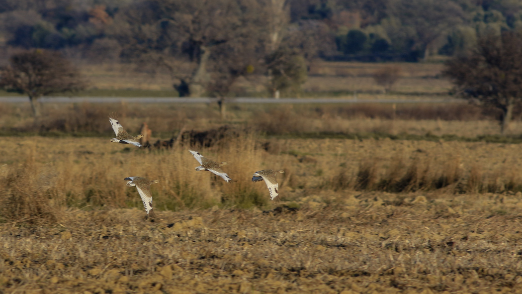 Little Bustard