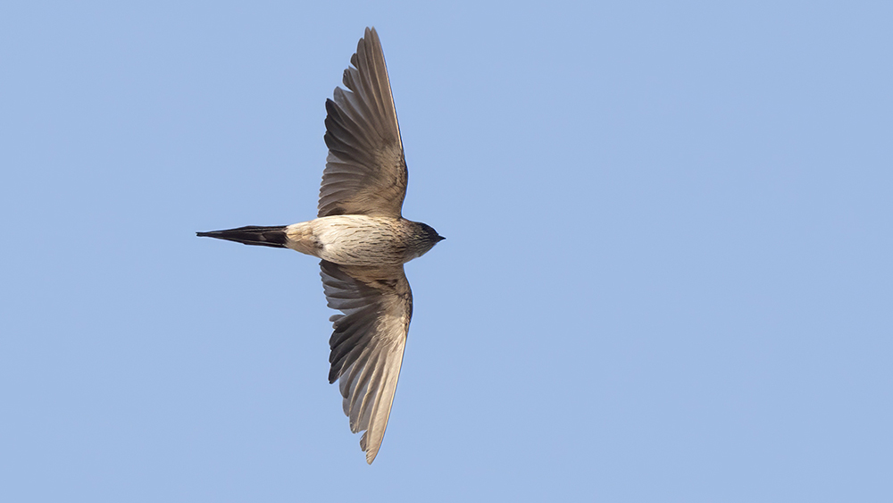 Eastern Red-rumped Swallow