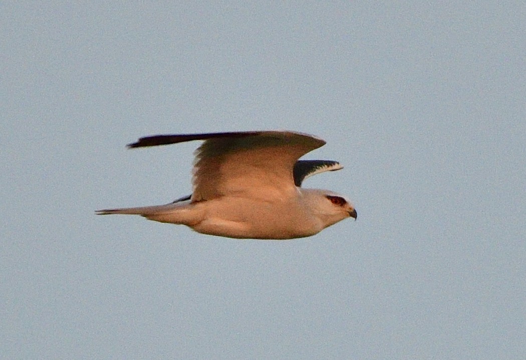 Black-winged Kite