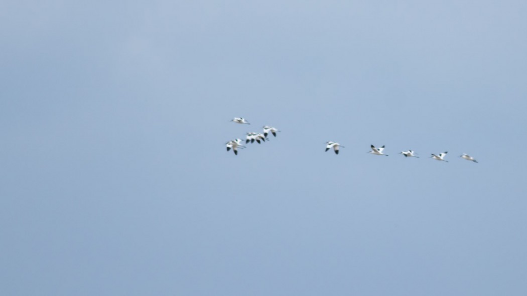 Pied Avocet