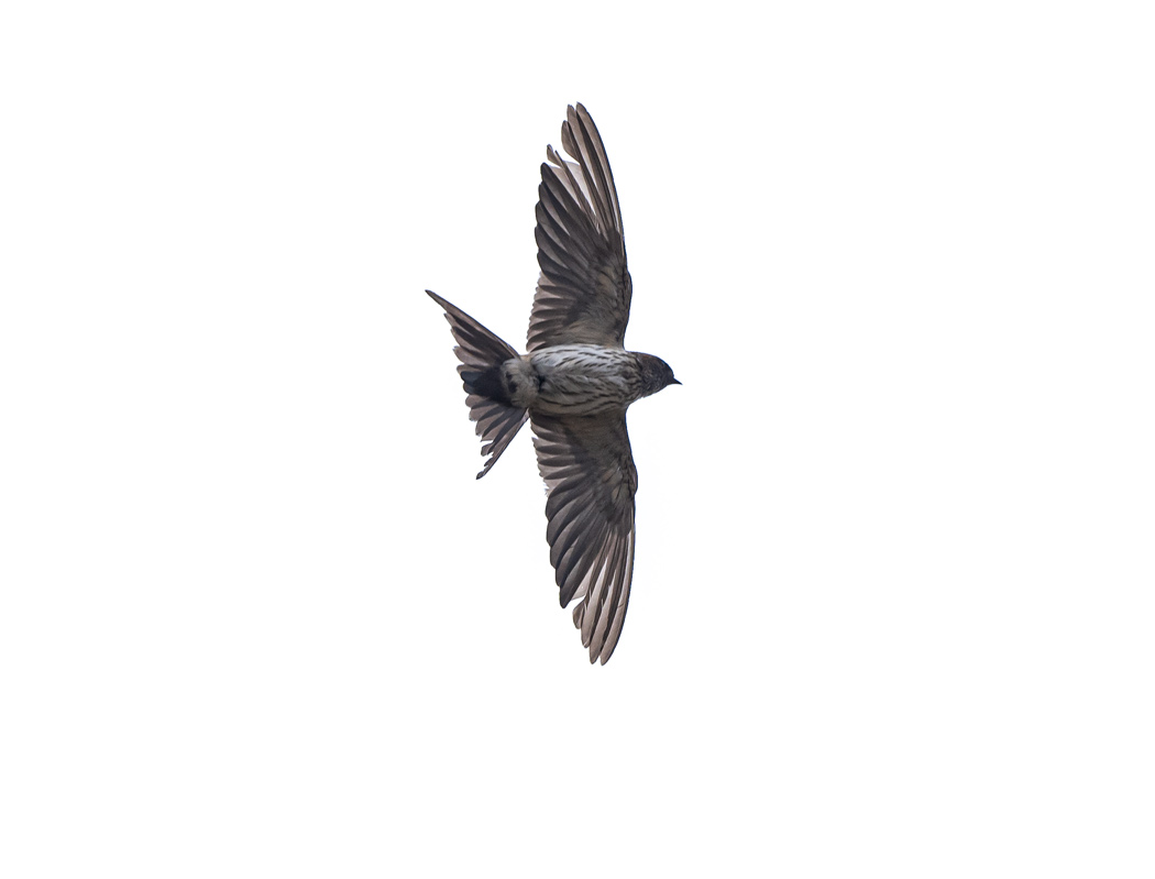 Eastern Red-rumped Swallow