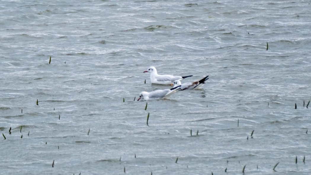 Black-headed Gull