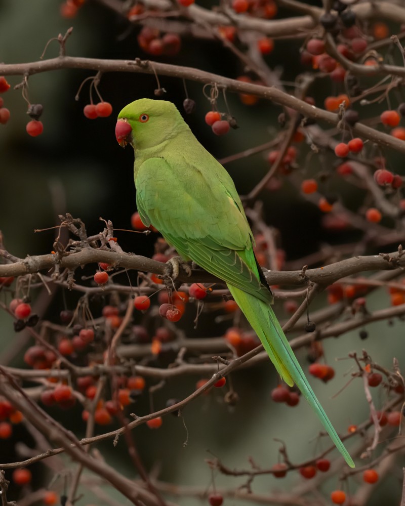 Rose-ringed Parakeet