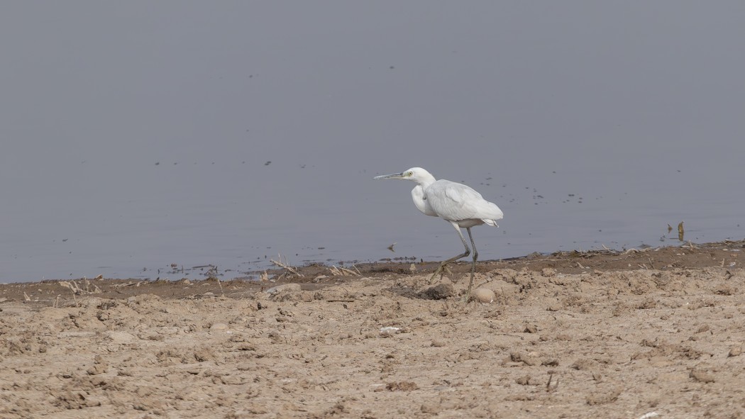 Western Reef Heron