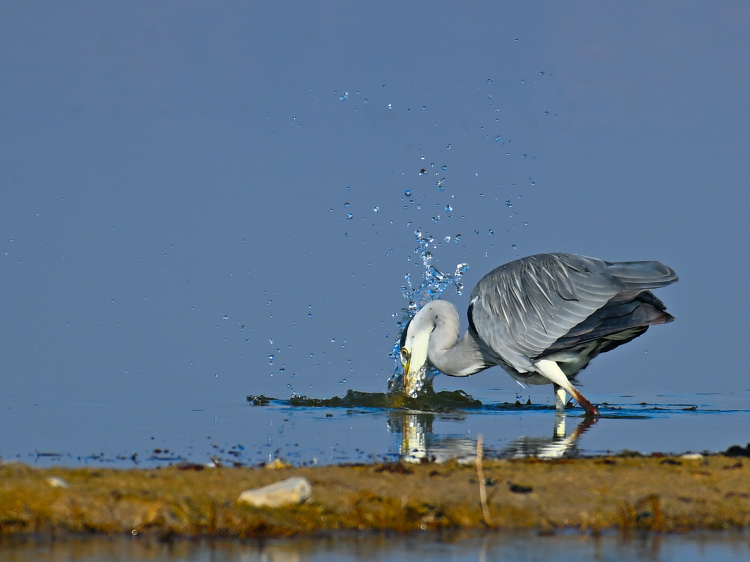 Grey Heron