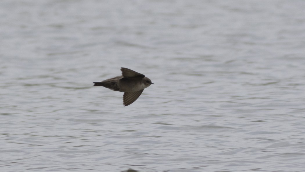 Eurasian Crag Martin