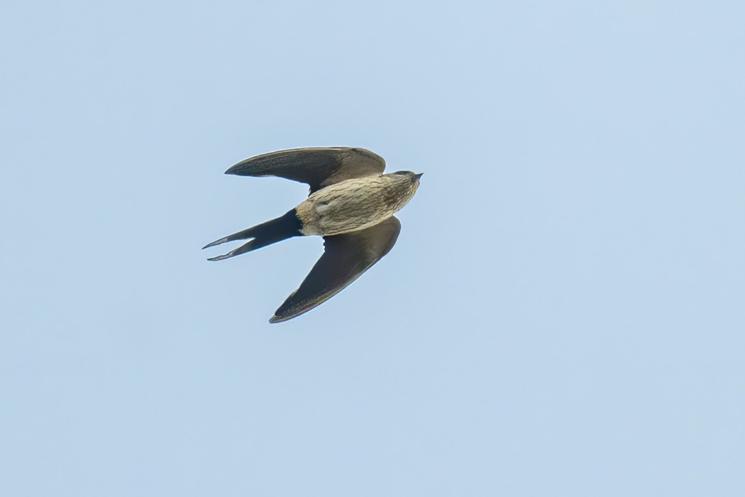 Eastern Red-rumped Swallow